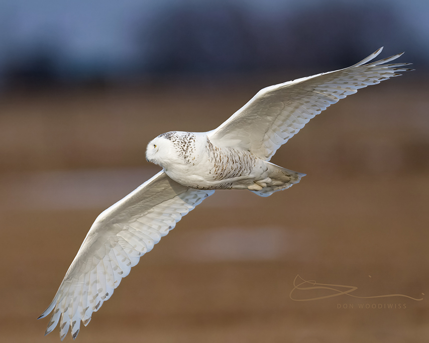 Woodiwiss Photography,Don Woodiwiss, Snowy Owl in flight,Snowy Owl,Amherst Island, soar